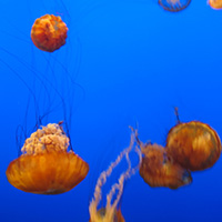 clean ocean